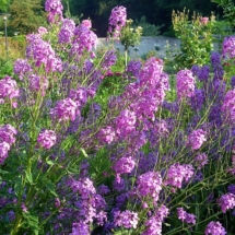 Fleurs jardin paix (42)