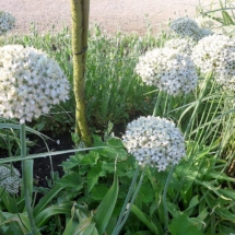 Fleurs jardin paix (59)